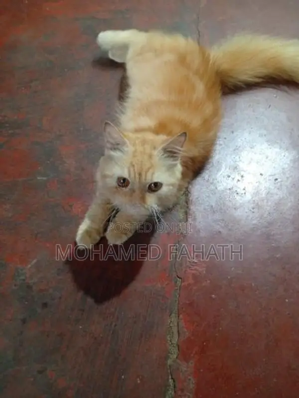 Persian Cat