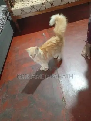 Persian Cat