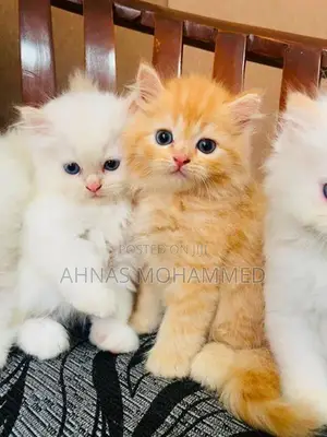 Persian Cat
