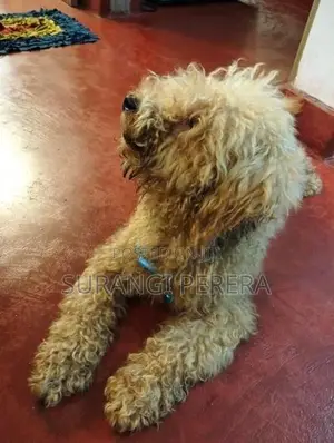 Toy Poodle Puppy’s