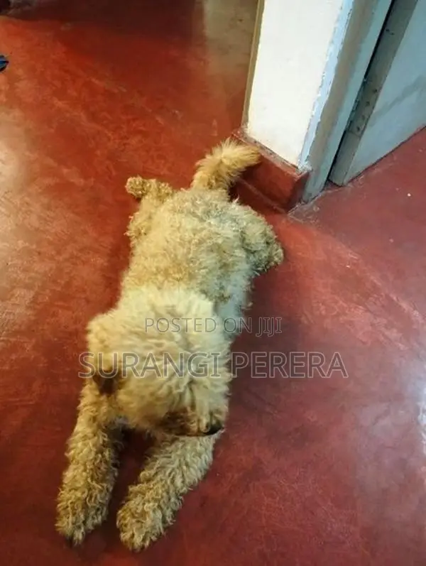 Toy Poodle Puppy’s