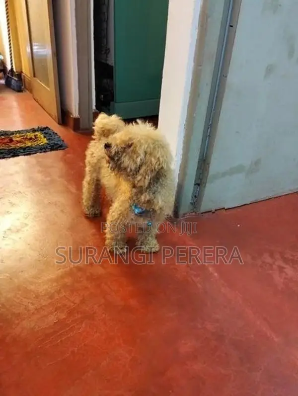 Toy Poodle Puppy’s
