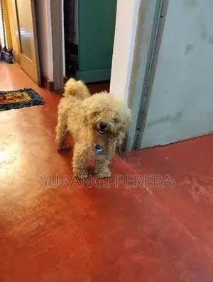 Toy Poodle Puppy’s