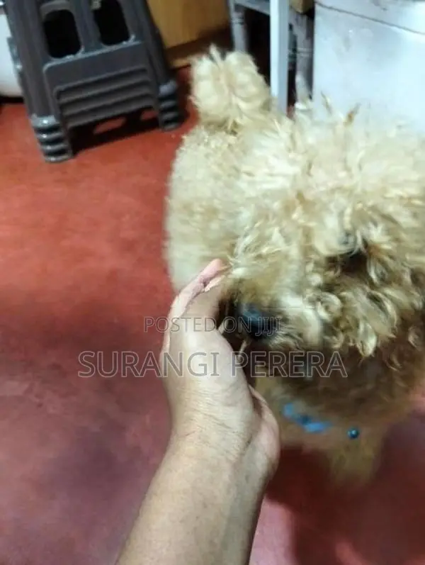 Toy Poodle Puppy’s
