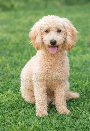 Poodle Male Dog