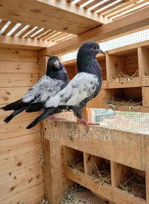 Pigeons