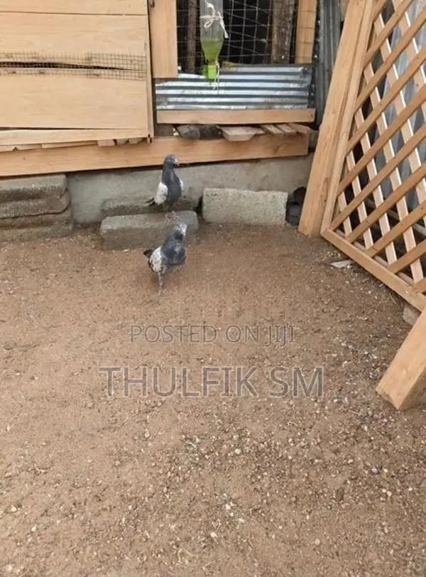 Pigeons