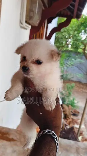 Pomeranian Puppies