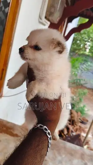 Pomeranian Puppies