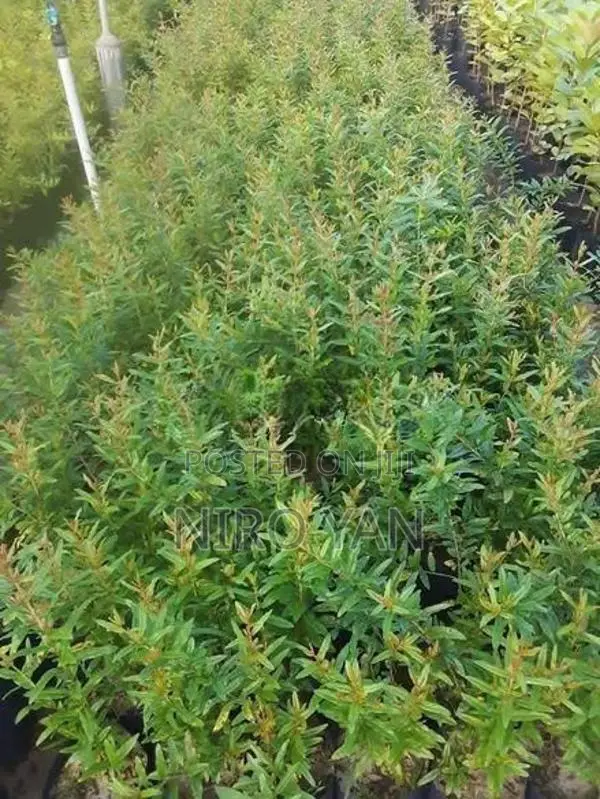 மாதுளை கன்று