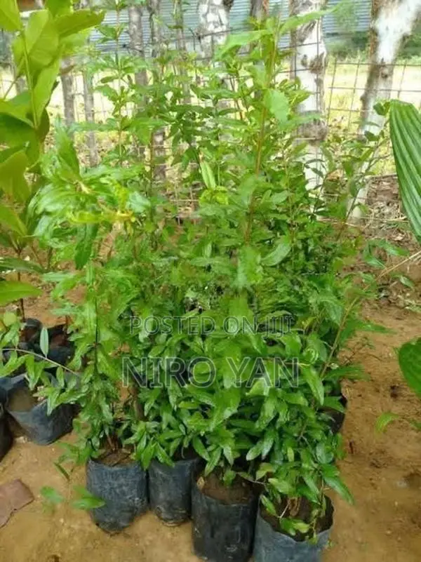 மாதுளை கன்று