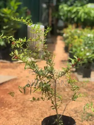 மாதுளை கன்று