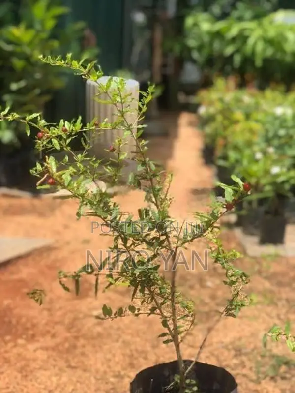 மாதுளை கன்று