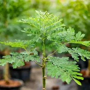 முருங்கை Plant