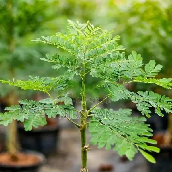 முருங்கை Plant
