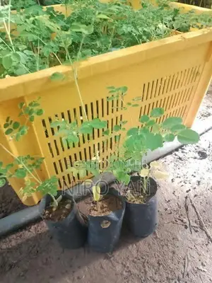 முருங்கை Plant