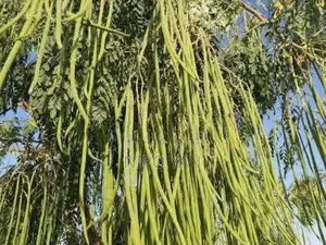 முருங்கை Plant