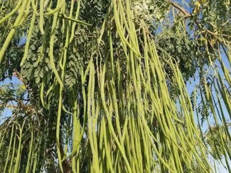 முருங்கை Plant