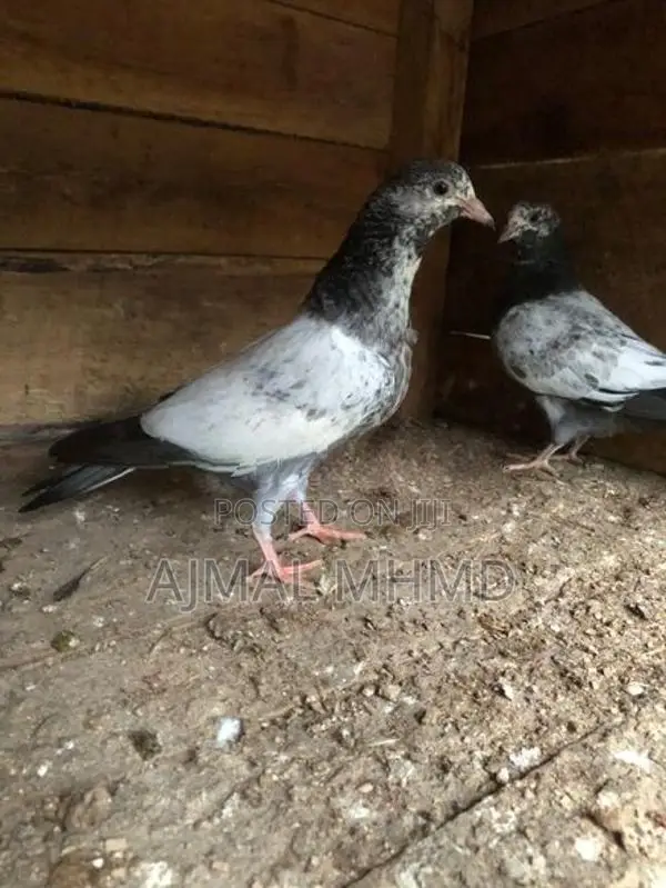 Pakistan Pigeon Chick