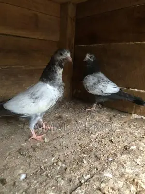 Pakistan Pigeon Chick