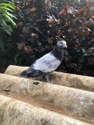 Pakistan Pigeon Chick