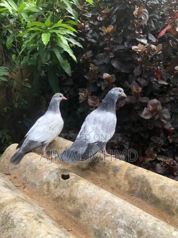 Pakistan Pigeon Chick