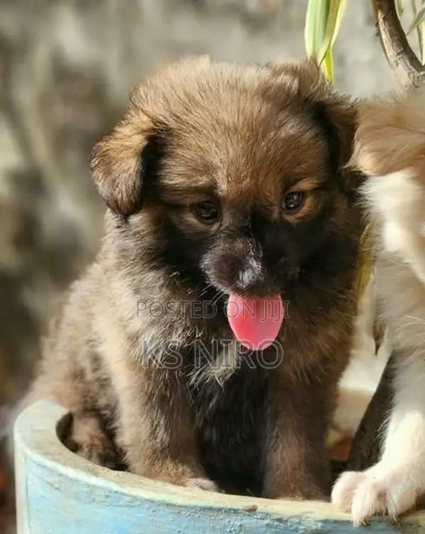 Pomeranian Dog