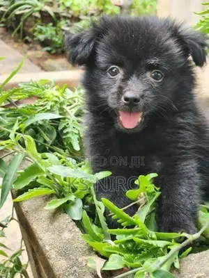 Pomeranian Dog