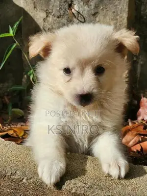Pomeranian Dog