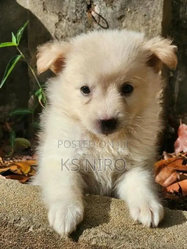 Pomeranian Dog