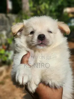 Pomeranian Dog
