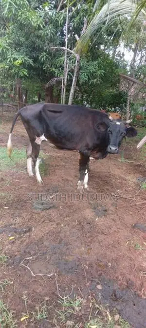 Farm Cow
