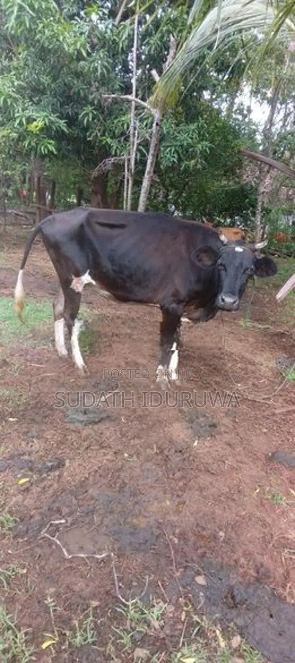 Farm Cow