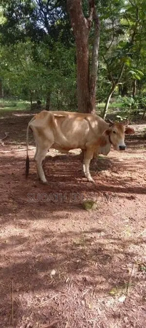 Farm Cow