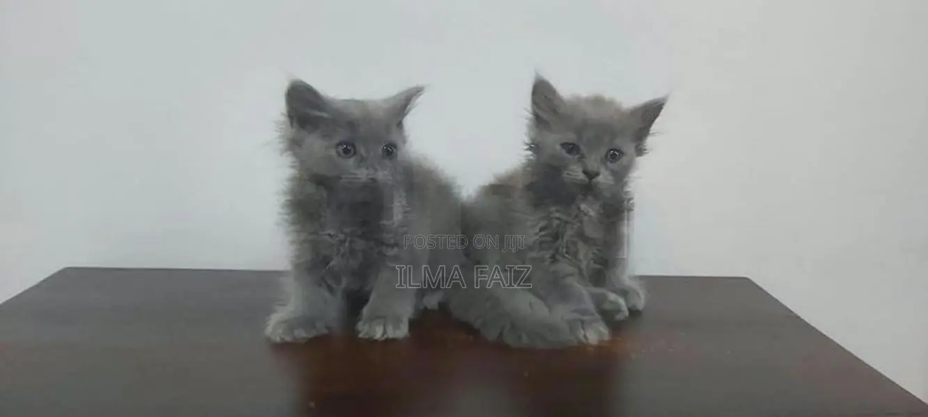 Persian Kitten / Cat