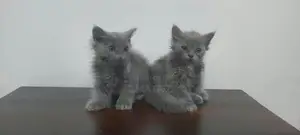 Persian Kitten / Cat
