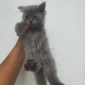 Persian Kitten / Cat
