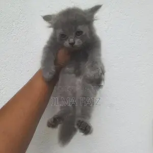Persian Kitten / Cat