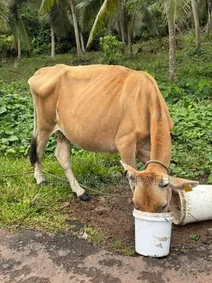 Gowipola Sathun