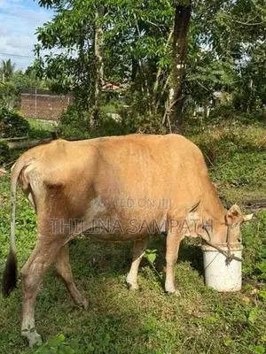 Gowipola Sathun