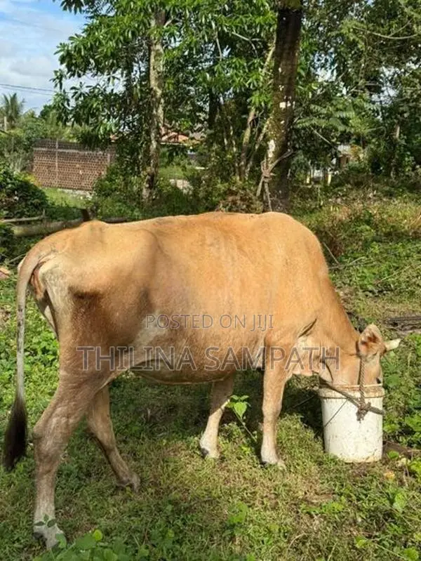 Gowipola Sathun