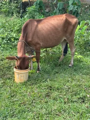 Gowipola Sathun