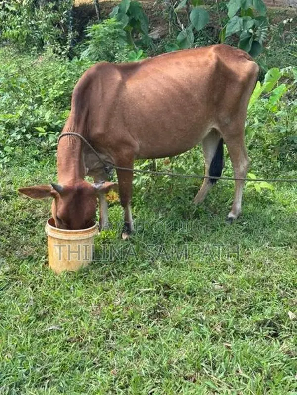 Gowipola Sathun