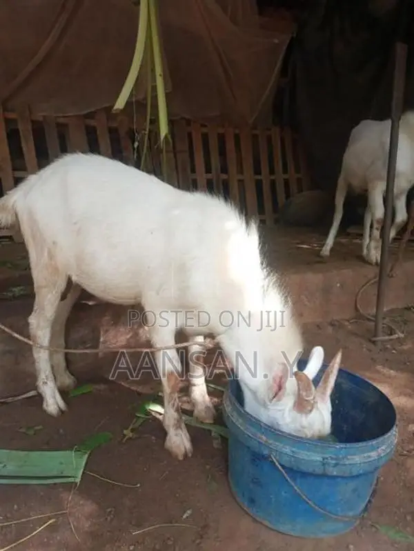 சணல் கிடா - Livestock