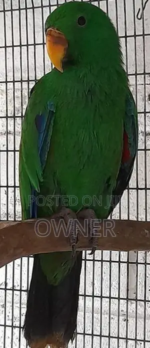 Eclectus Birds