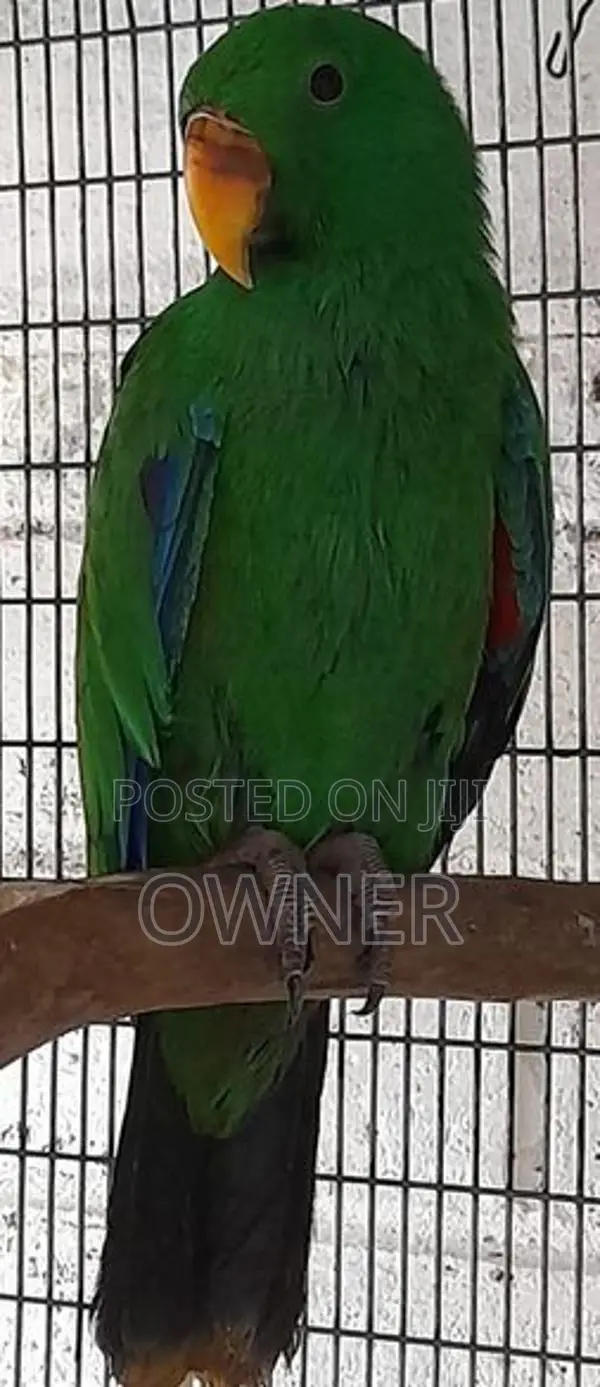Eclectus Birds