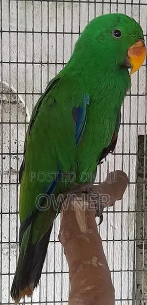 Eclectus Birds