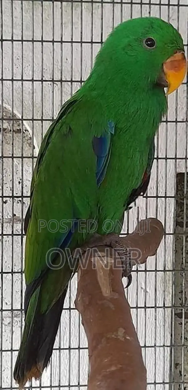 Eclectus Birds