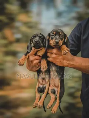 Dachshund Puppies