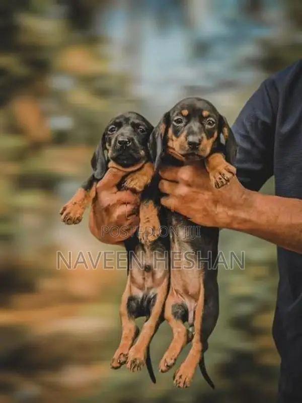 Dachshund Puppies